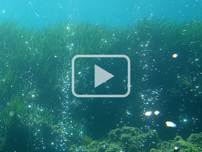 Impact de l’acidification des océans sur les organismes calcaires